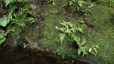 固有種アマミアワゴケ盗掘か 奄美大島｜｜南海日日新聞