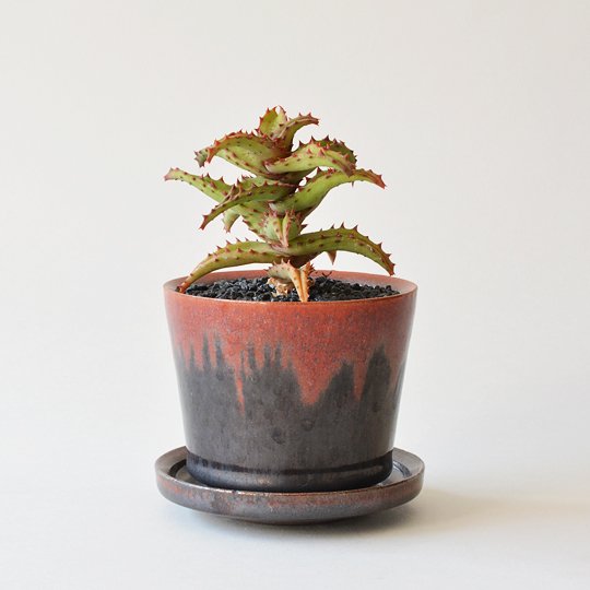 アロエ・カスティロニアエ | 多肉植物・特別な鉢の販売 | トーキー | TOKY